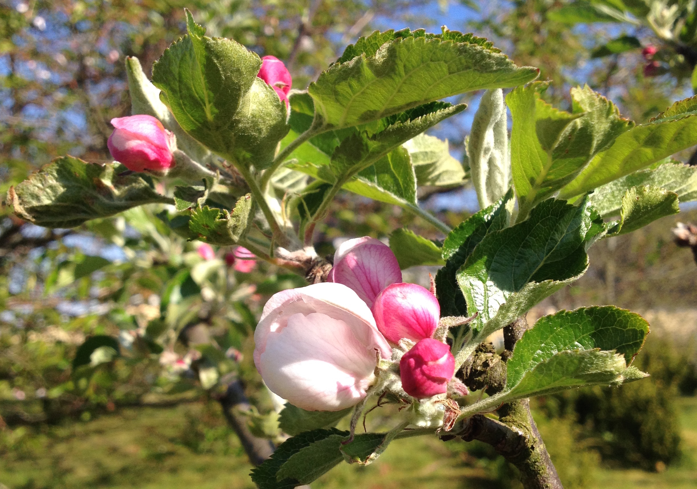 æbletræ i blomst.JPG